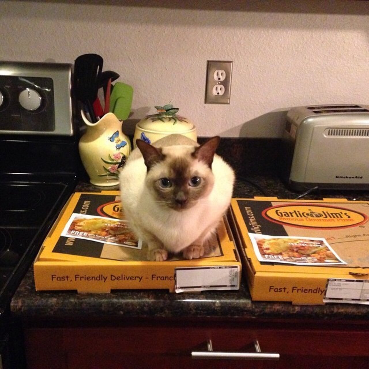 10 Cats Who Are Commandeering Your Pizza The Dodo