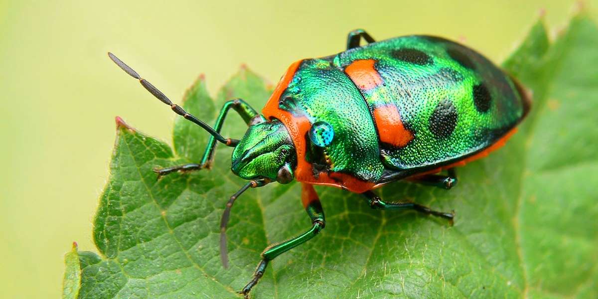 Bug - The Dodo