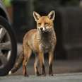 Foxes Are Being Killed In London Right Now