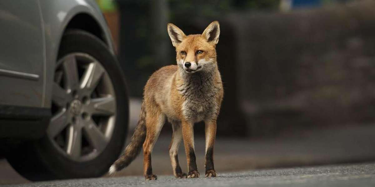 Foxes Are Being Killed In London Right Now The Dodo