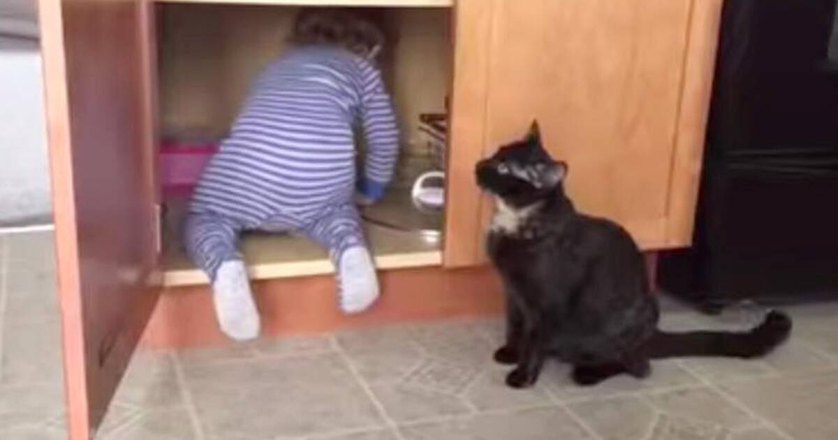 Cat Has A Brilliant Plan To Get Rid Of Baby The Dodo