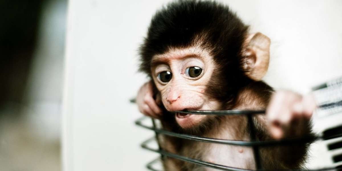 Cigarette Manufacturer Bans Animal Tests - Lush Prize Australia