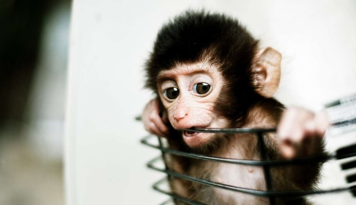 Cigarette Manufacturer Bans Animal Tests - Lush Prize Australia