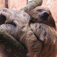 Sloth Fights Back After Electrocution