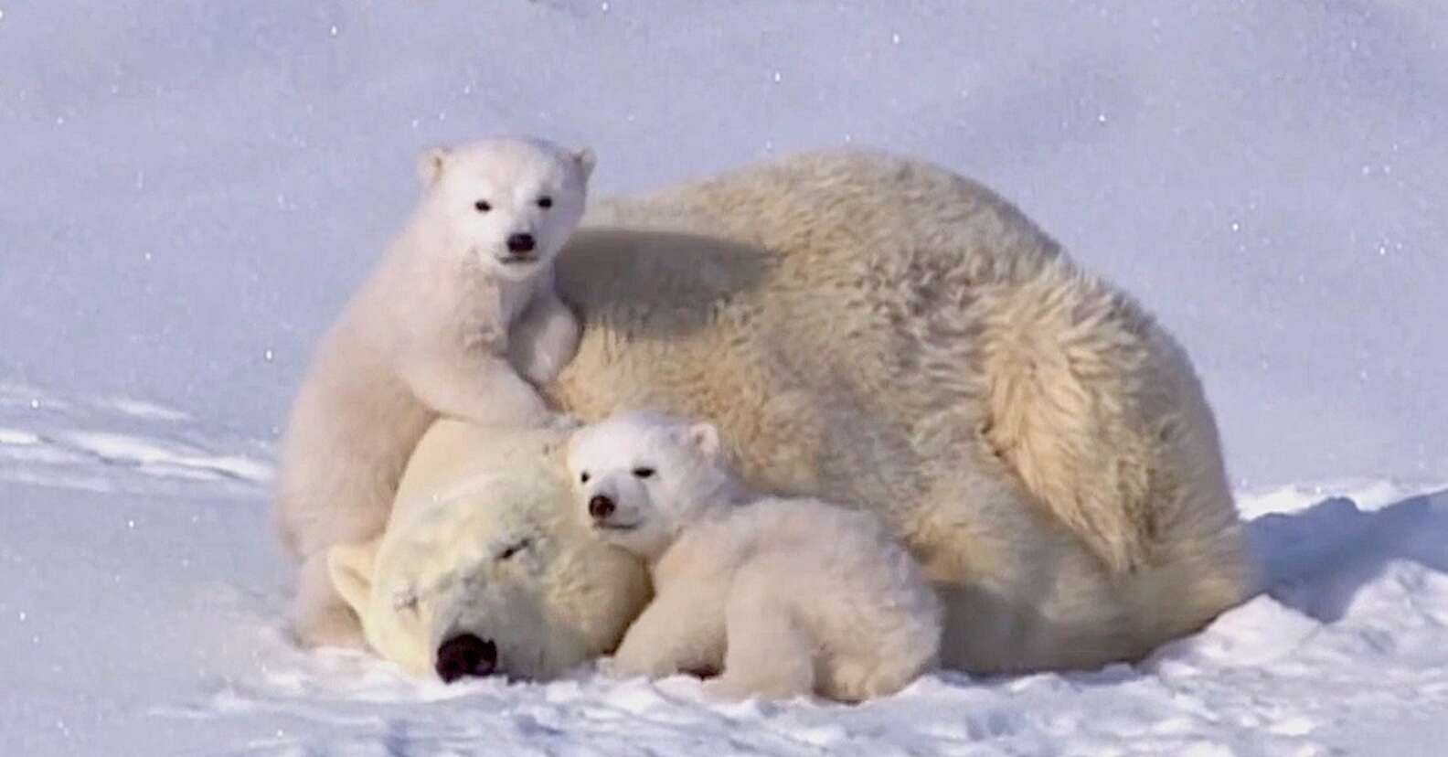 polar-bear-family-enjoys-quality-time-together-the-dodo