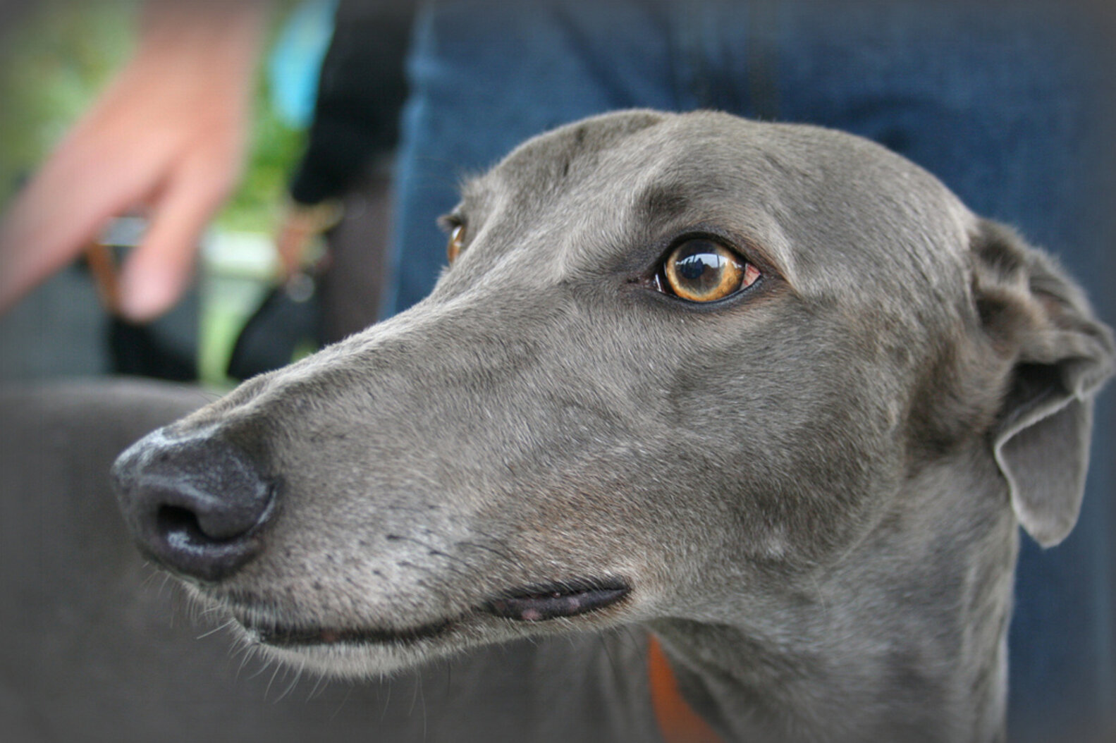 50 Shades Of Grey Dogs The Dodo