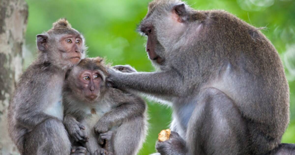 When it comes to recognising family, you can't make a monkey out of a  macaque