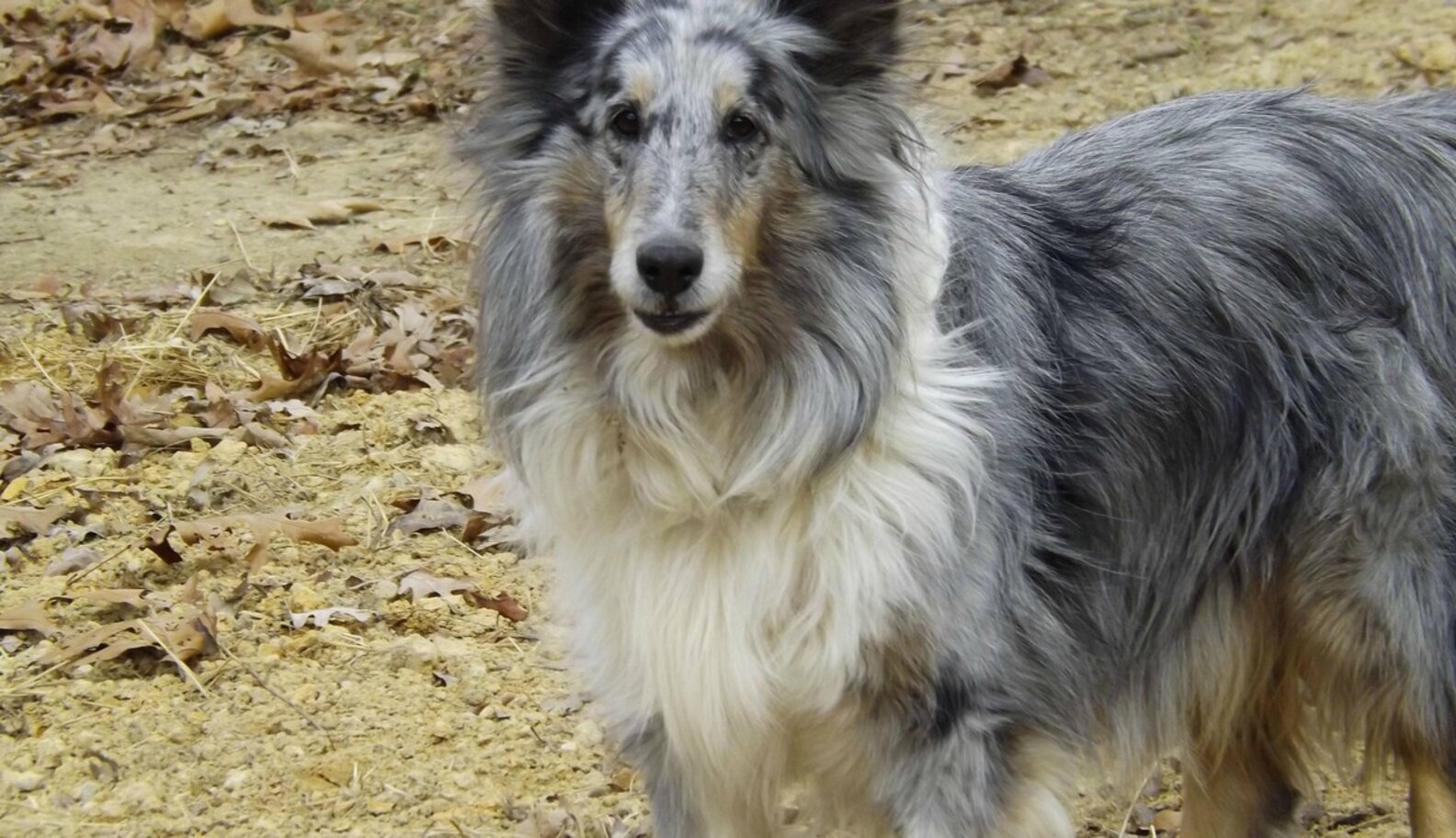 50 Shades Of Grey Dogs The Dodo