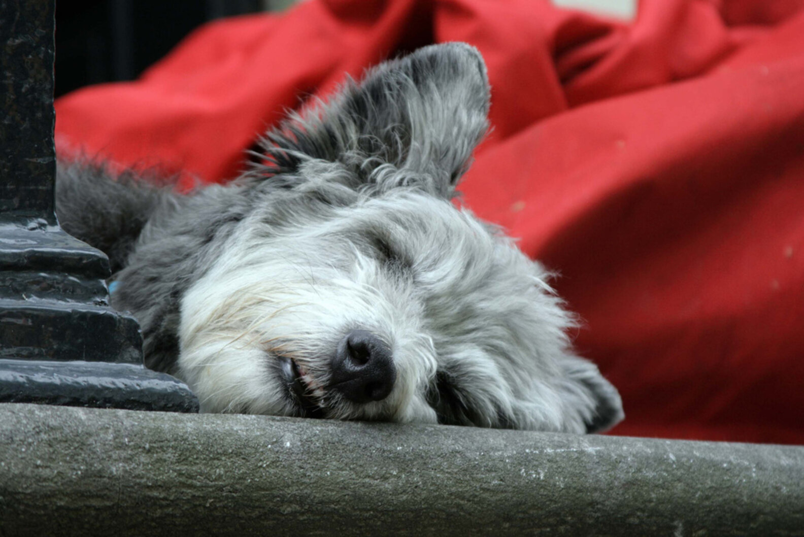 50 Shades Of Grey Dogs The Dodo