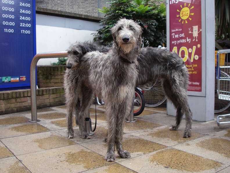 50 Shades Of Grey Dogs The Dodo