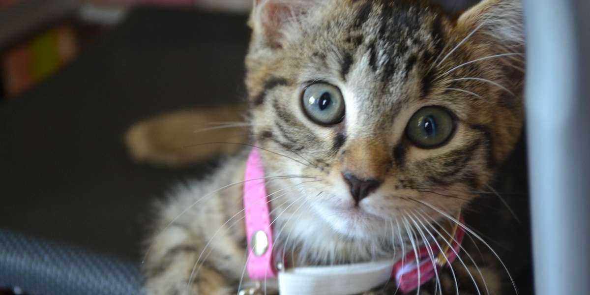 21 Foster Fails Who Wound Up Staying Forever - The Dodo