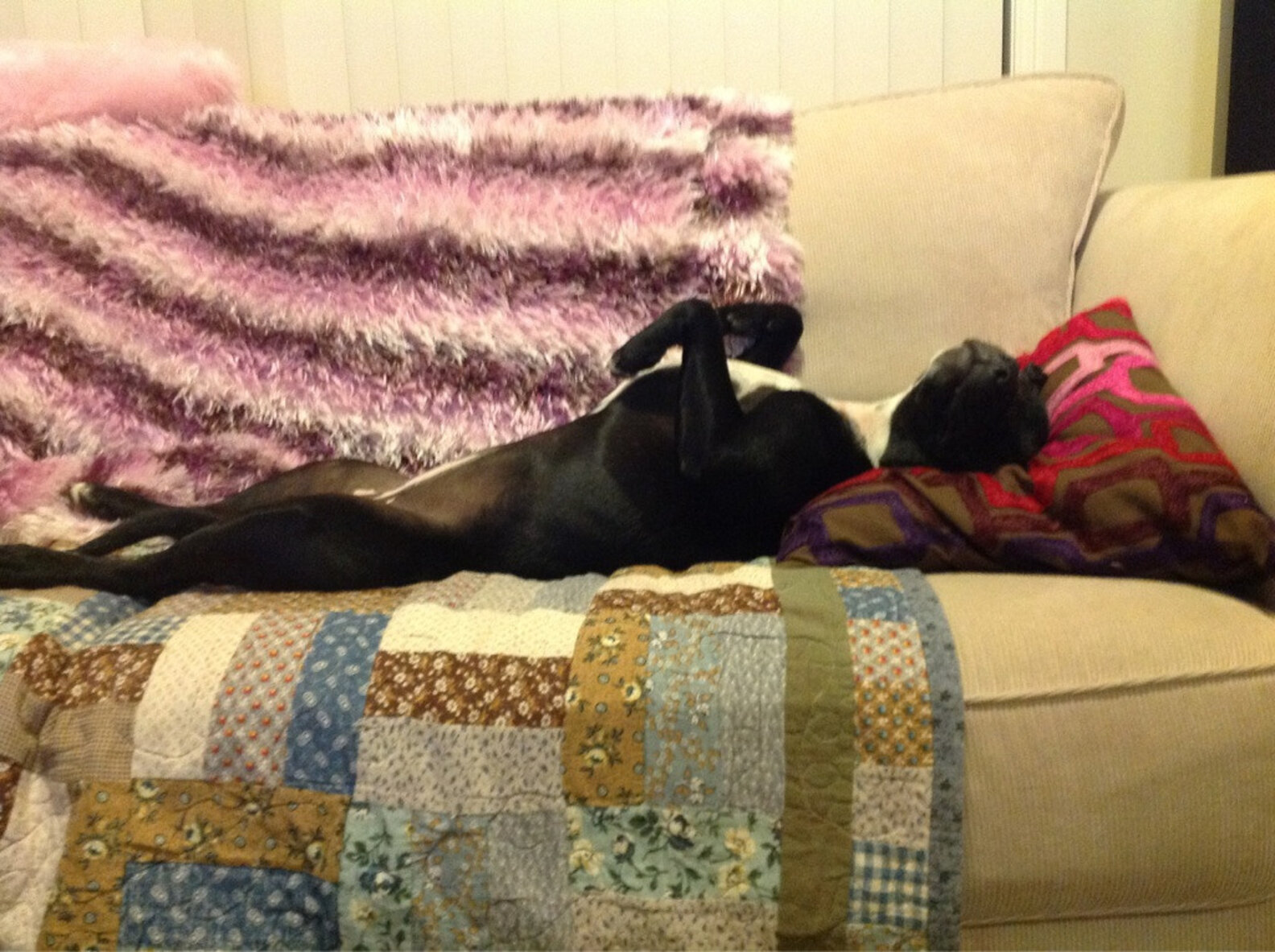 21 Foster Fails Who Wound Up Staying Forever - The Dodo
