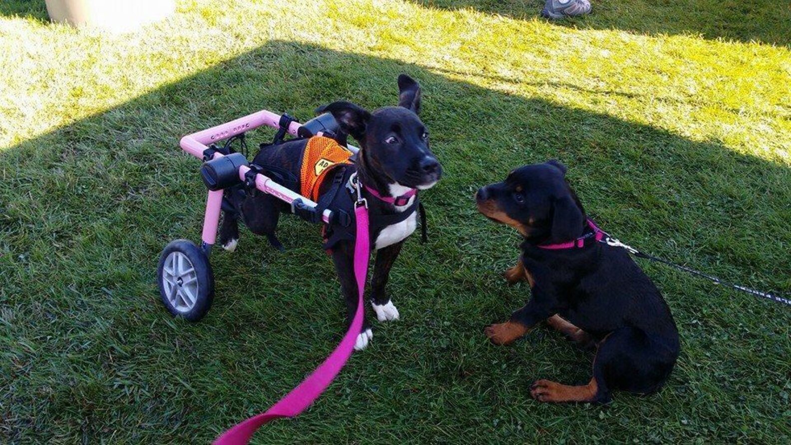 21 Foster Fails Who Wound Up Staying Forever - The Dodo