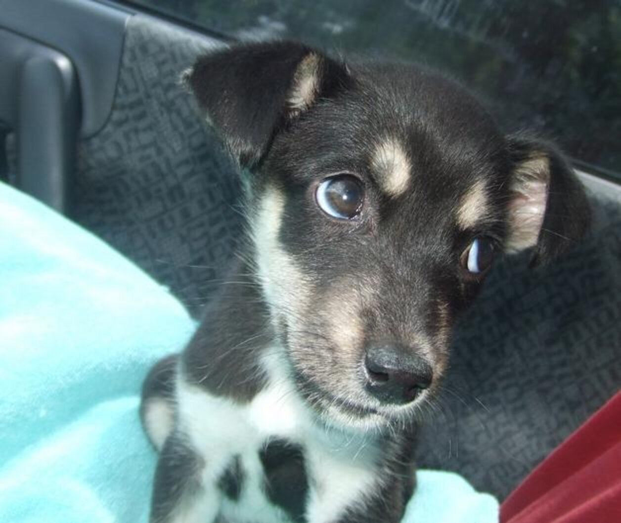21 Foster Fails Who Wound Up Staying Forever - The Dodo