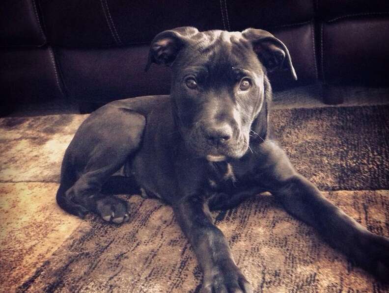 Foster Fail 21 Foster Fails Who Wound Up Staying Forever - The Dodo