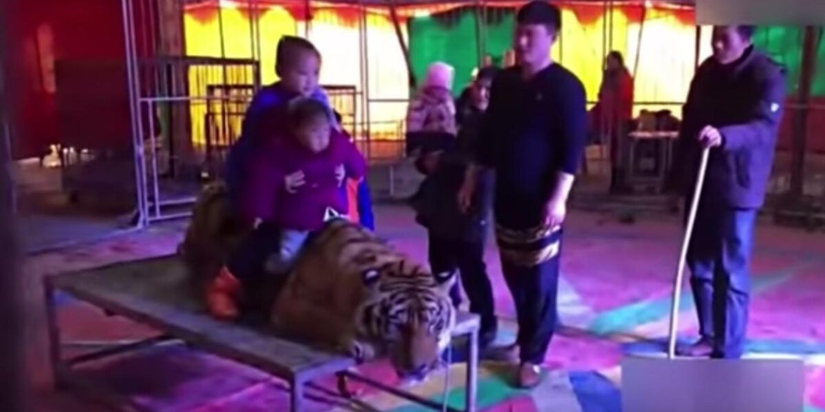 Tiger Tied Down With Ropes At Circus So People Can Ride Him - The Dodo