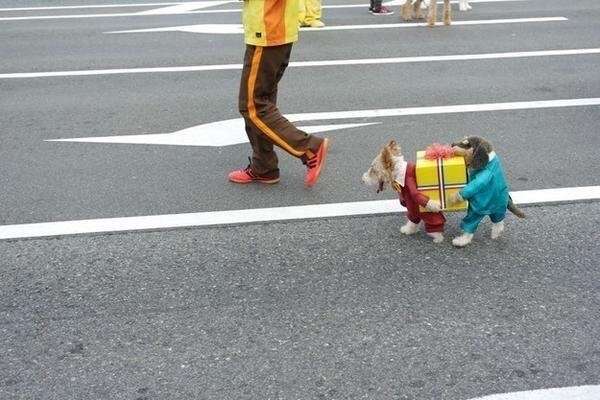 2 dogs carrying present costume best sale