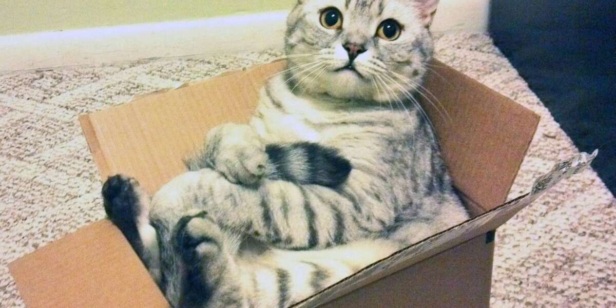 13 Overflowing Cats Who Prove Cramped Is Cozy - The Dodo