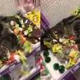 Naughty Kitty Sneaks Into Pet Store, Has Full-Blown Catnip Freakout
