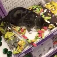 Naughty Kitty Sneaks Into Pet Store Has Full Blown Catnip