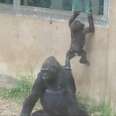 Baby Gorilla Just Wants To Get Out Of This Zoo