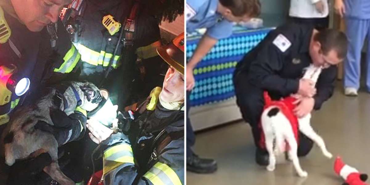 Puppy Reunites With The Firefighters Who Saved Her Life - The Dodo
