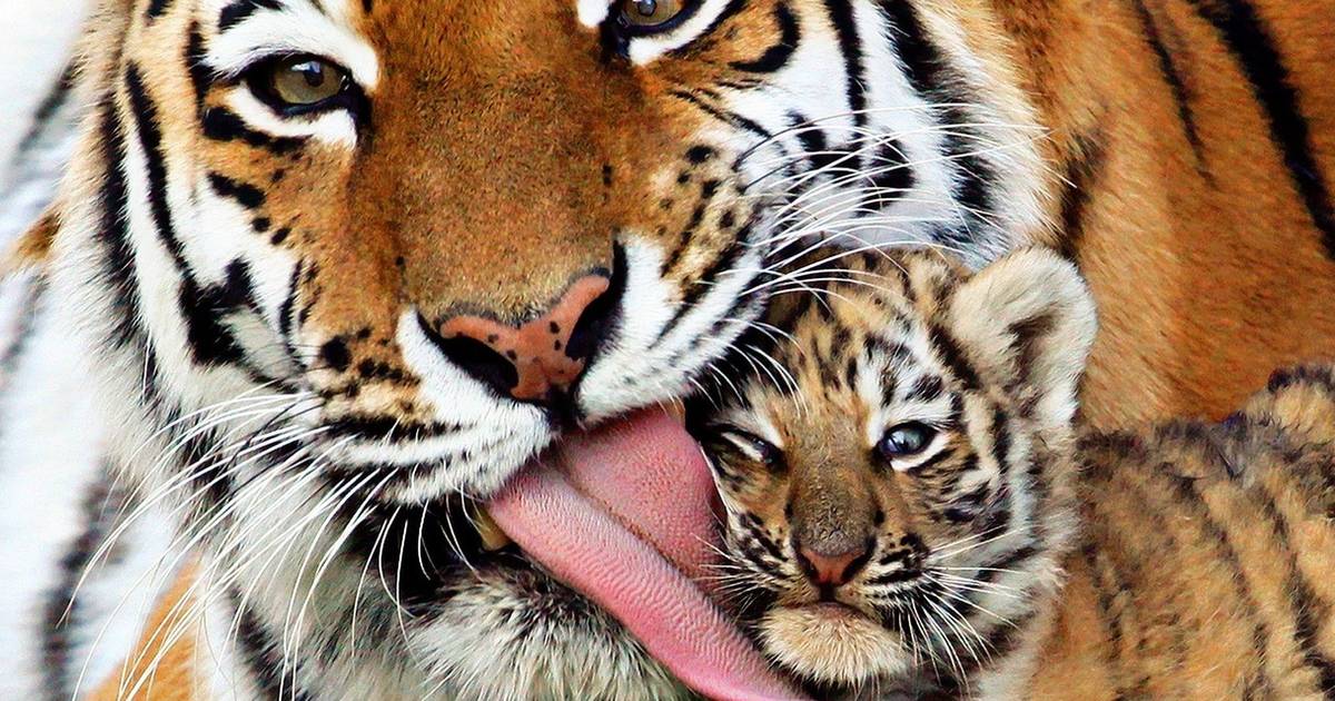 The 5 Worst Zoos In The World -- And How To Save Their Animals - The Dodo