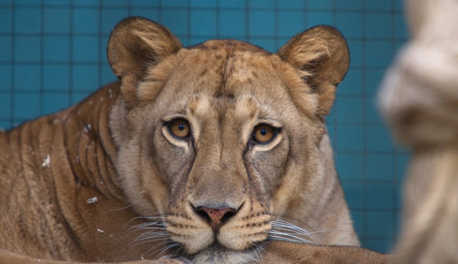 The 5 Worst Zoos In The World And How To Save Their Animals The Dodo