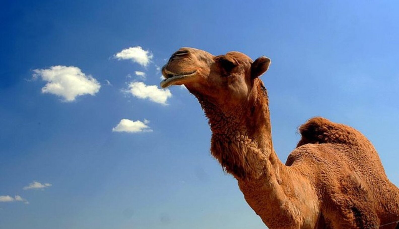 The 5 Worst Zoos In The World And How To Save Their Animals The Dodo