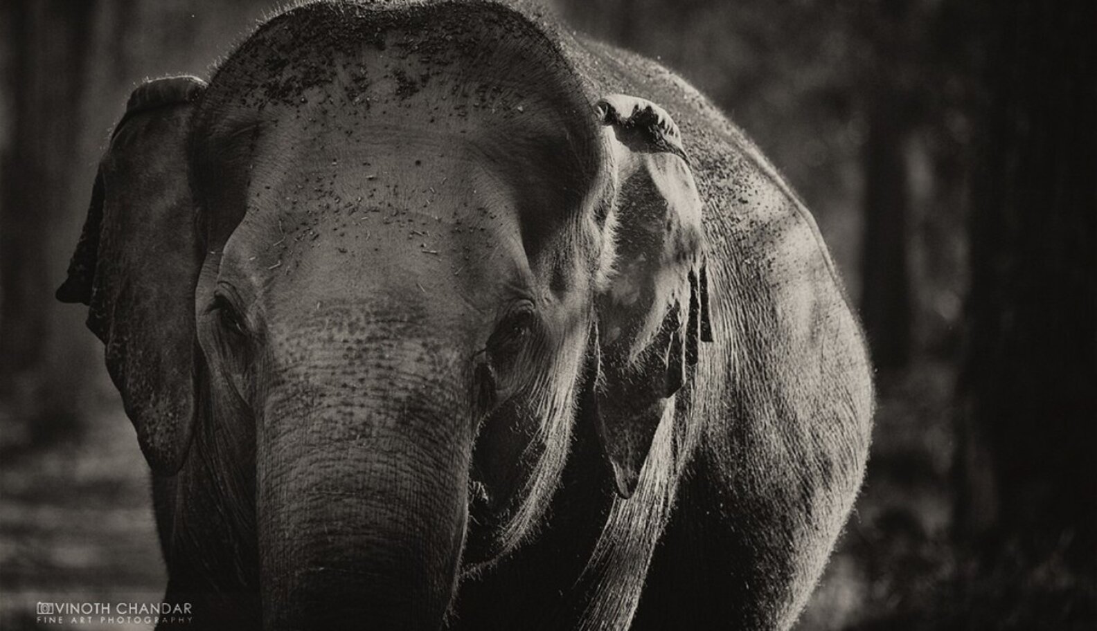 The 5 Worst Zoos In The World And How To Save Their Animals The Dodo