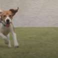 Beagles Rescued From Lab Finally Run Free