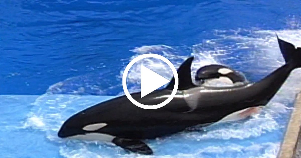 SeaWorld's Orcas Are So Stressed They're Attacking Each Other The Dodo