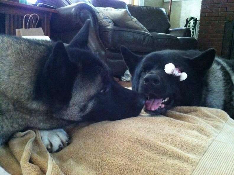 A blind dog with his 'seeing' dog friend