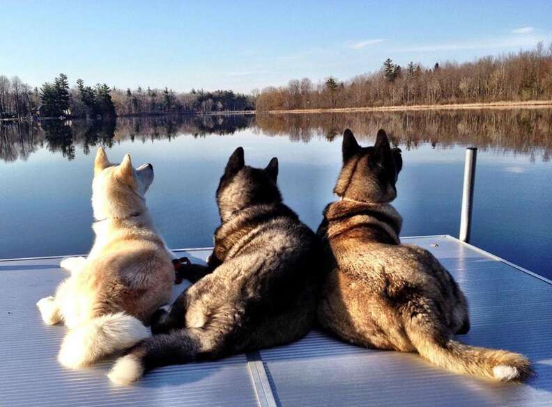 A blind dog with his two 'seeing' dog siblings