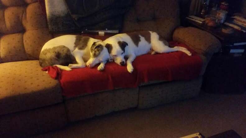 A blind dog and a seeing dog cuddling together