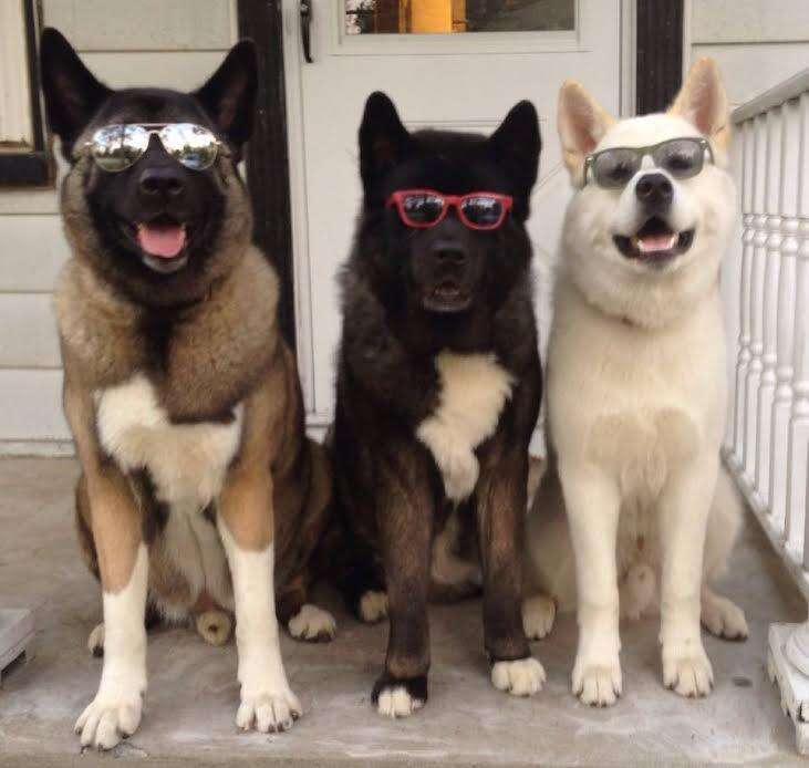A blind dog with his two 'seeing' dog siblings