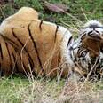 10 Sensational Animals With Cult Followings