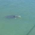 Another video of the whale today in mandurah 
#whale