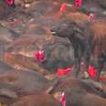 The
Beginning of the End of Animal Sacrifice at the Gadhimai festival