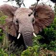 Momentous Ivory Ban Might Not Be Enough To Save Elephants