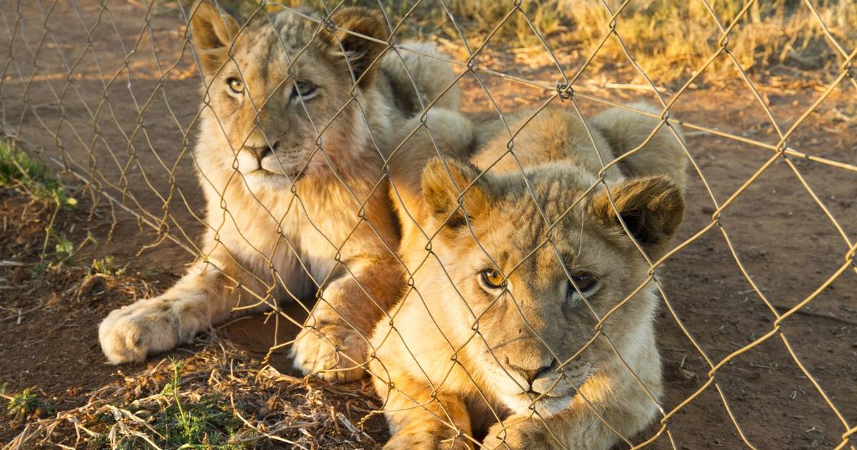 Newborn Lions Are Being Stolen From Their Moms — And Handed Over To Hunters  - The Dodo