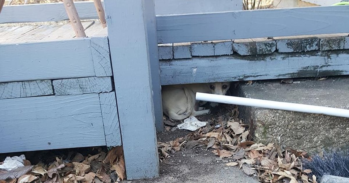 Stray Dog Stuck Under Porch Was Hiding The Tiniest Surprise The Dodo