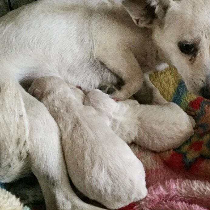 Stray Dog Stuck Under Porch Was Hiding The Tiniest Surprise - The Dodo