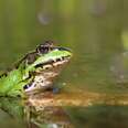 Help Stop Cruel "Frog Stabbing" Contest in Tennessee