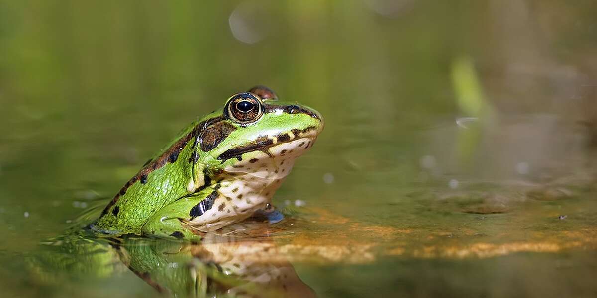 Help Stop Cruel "Frog Stabbing" Contest in Tennessee The Dodo