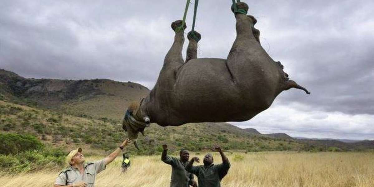 Poaching Has Gotten So Bad, Rhinos Have To Be Airlifted To Stay Safe ...