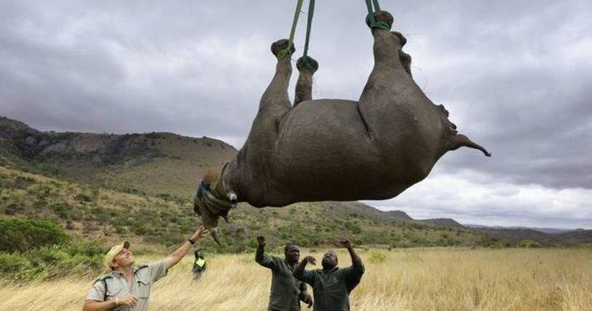 Poaching Has Gotten So Bad, Rhinos Have To Be Airlifted To Stay Safe