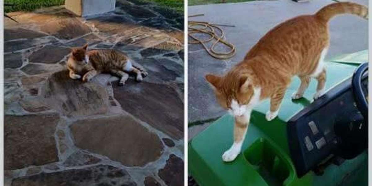 Veterinarian Brags About Shooting Cat With Arrow, Still Isn't Charged