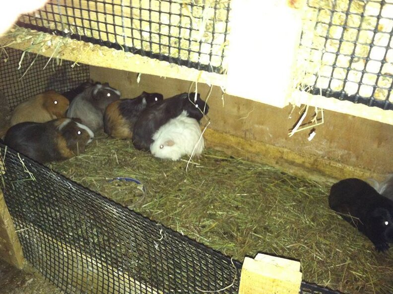 'Horrible' Hoarding Case Shows How Littlest Rescue Animals Slip Through