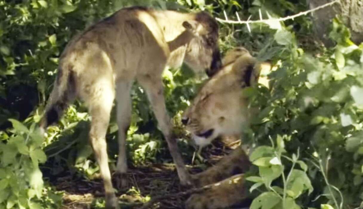 Lion Eating Wildebeest Alive